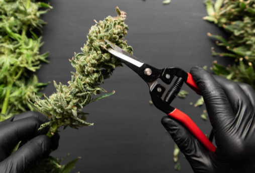 When to Harvest Marijuana