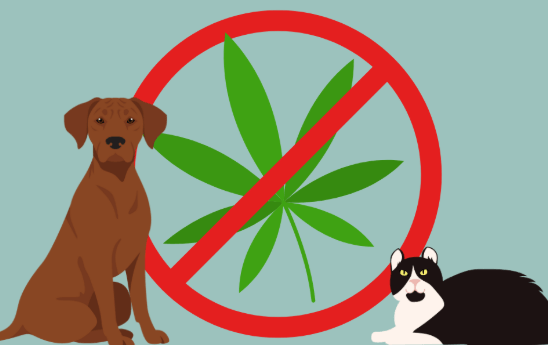 Can Dogs Overdose on Cbd