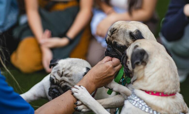 cbd dog treats effect timing