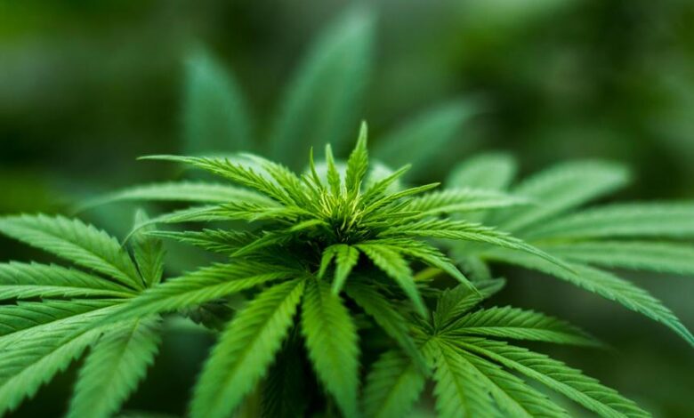 distinguishing cbd flower from weed