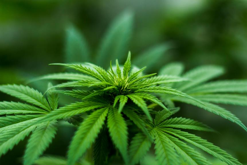 distinguishing cbd flower from weed