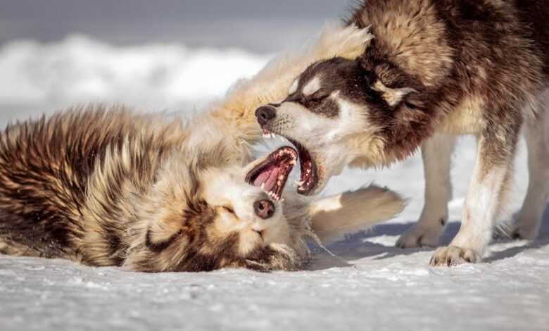 cbd and dog aggression