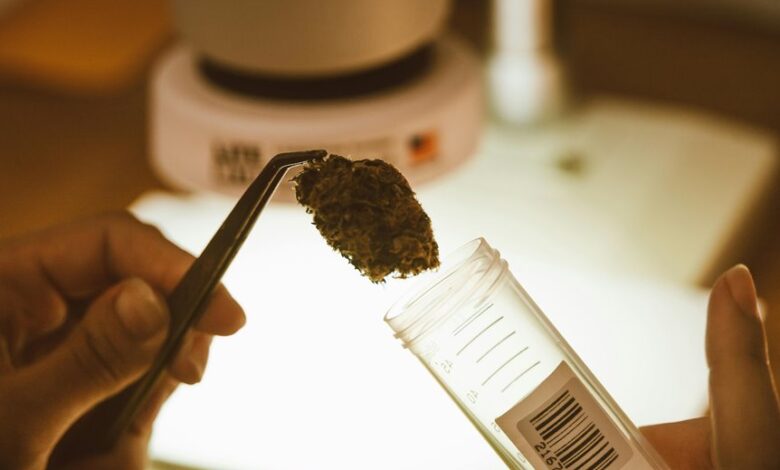 obtaining a cbd license