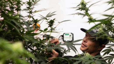 Texas Medical Marijuana Expansion Coming September 2025: What Patients Need to Know