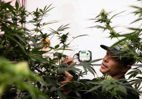 Texas Medical Marijuana Expansion Coming September 2025: What Patients Need to Know
