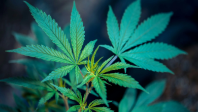 Boost Sales with a Trusted Cannabis Marketing Agency