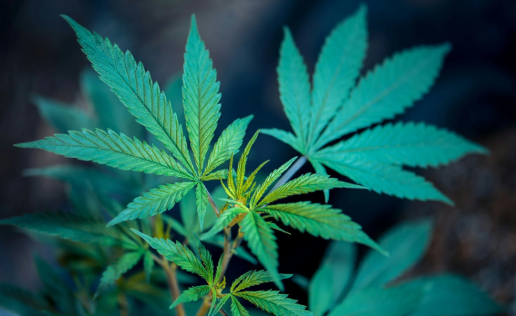 Boost Sales with a Trusted Cannabis Marketing Agency