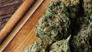 Breaking Cannabis News from Experts: Market & Regulation Updates