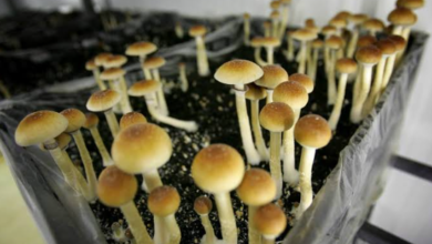 How Can You Buy Magic Mushrooms Online in Canada? A Legal and Market Guide