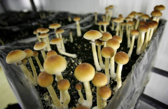 How Can You Buy Magic Mushrooms Online in Canada? A Legal and Market Guide